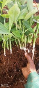 Stories of farmers we support. whatsapp image 2025 10 02 at 3.03.11 pm