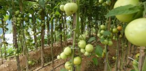 whatsapp image 2025 11 07 at 11.41.42 pm (1)