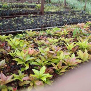 whatsapp image 2025 12 01 at 9.48.00 pm (2)