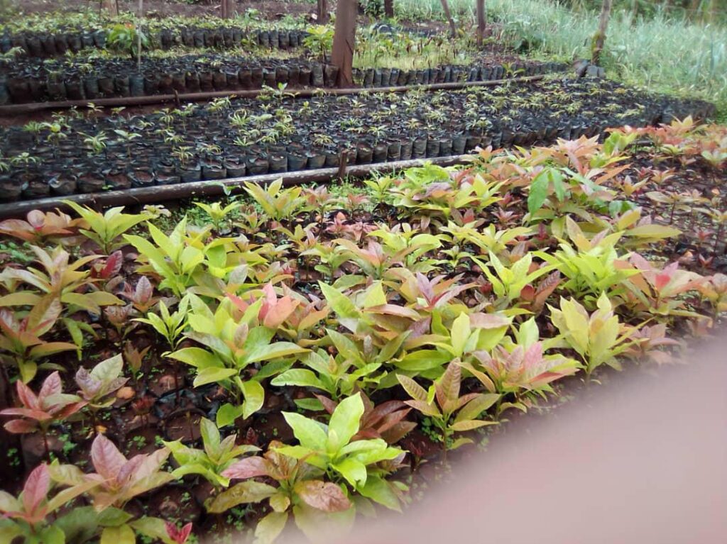 whatsapp image 2025 12 01 at 9.48.00 pm (2)